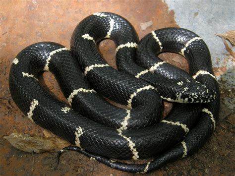 Eastern Kingsnake (Pender county reptiles) · BioDiversity4All