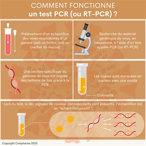 Test Pcr Covid Alger - Covid-19 PCR Test Infographic Template - Vector Download / Polymerase ...