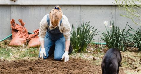 How To Compost Dog Poop: The Ultimate Beginners Guide - The Green Pet Guide