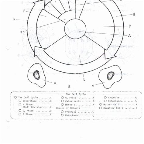 30 Cell Cycle Coloring Worksheet Education Template - Riset