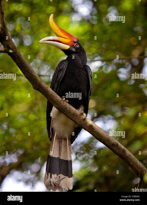 Rhinocerous Hornbill, Kuala Lumpur Bird Park Stock Photo - Alamy