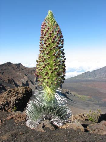 Haleakalā silversword - 11 species threatened by climate change - Pictures - CBS News