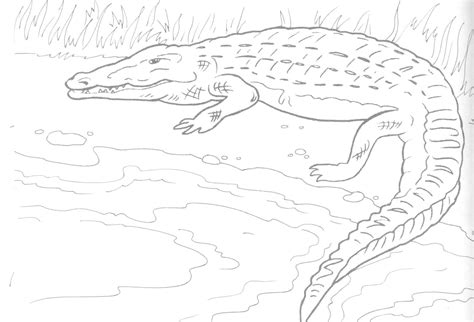 Free Printable Alligator Coloring Pages For Kids