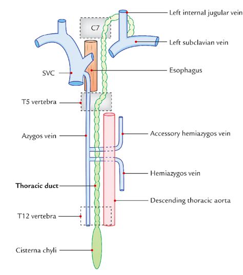 Thoracic Duct Anatomy - Anatomical Charts & Posters