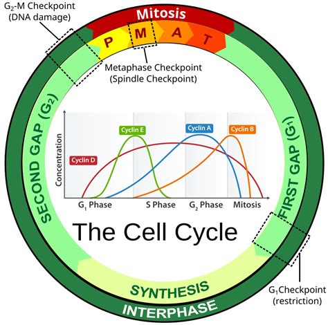 Stages of Mitosis in the Blastula of a Whitefish – Lab Manual for ...