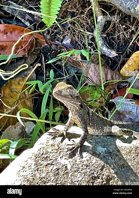 Wildlife. Water Dragon Stock Photo - Alamy