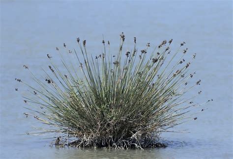 Juncus maritimus (Junco de techar)