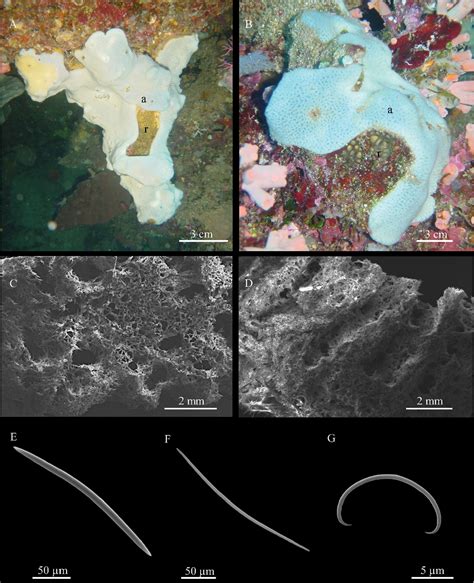 Demosponge diversity from North Sulawesi, with the description of six new species