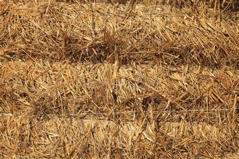 Hay texture stock image. Image of farm, crop, texture - 12344703