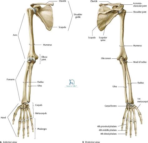 Joints of the Upper Limb: Anatomy, Movement & Ligament involvement » How To Relief