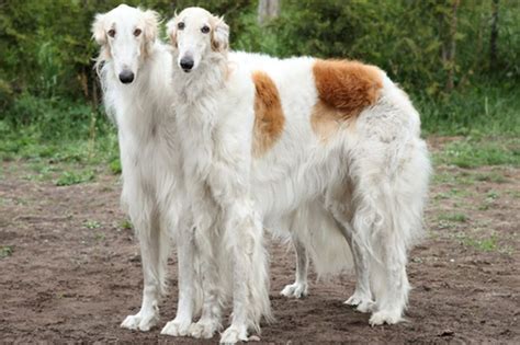 Borzoi, un compañero real - Vitalcan