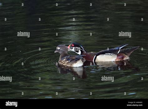 Wood Duck Breeding Pair Stock Photo - Alamy