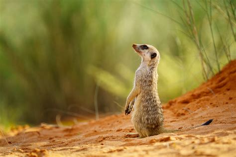 Cute Meerkat Baby Standing Upright Observing Sky - Meerkat Pictures