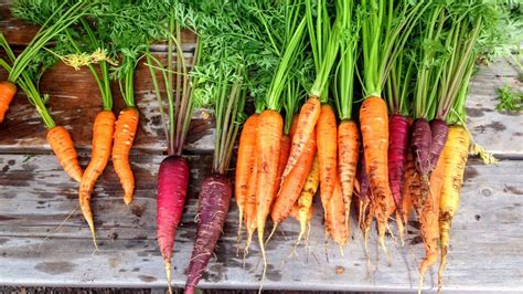 Heirloom Carrots Health Benefits - Medical information and health ...