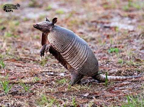 Armadillo Digging