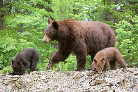 American Black Bear And Cubs Photograph by Dr P. Marazzi