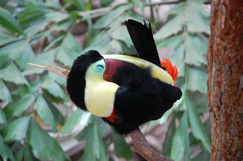 Some Interesting, Cool, And Weird Facts About Toucans