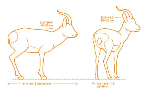 Mongolian Gazelle (Procapra gutturosa) Dimensions & Drawings ...