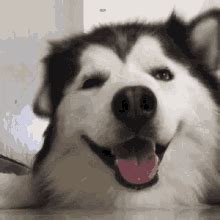 Siberian Husky GIFs | Tenor