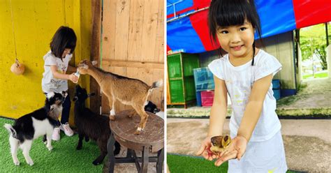 Desaru Mini Zoo - Kid-Friendly Petting Zoo Near Singapore