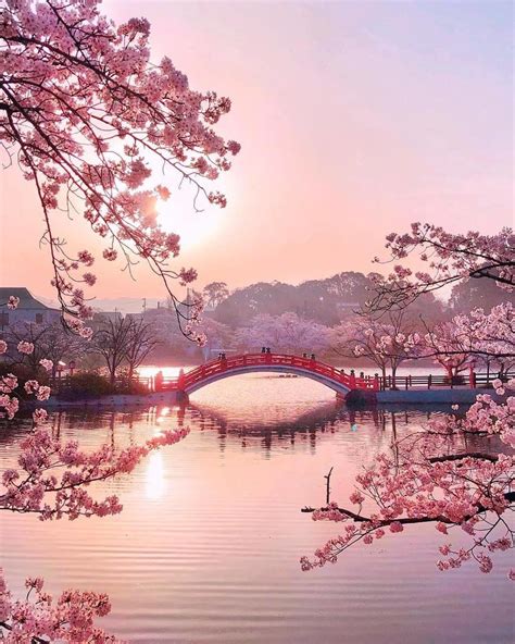 Aesthetic Background Japanese Cherry Blossom Wallpaper - Download all photos and use them even ...