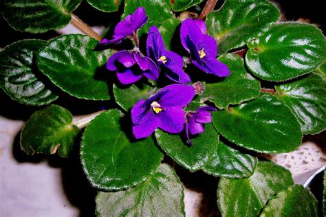 African Violet Plant Pictures : Violet African Artificial Plant Purple ...