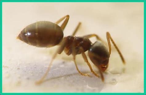 Odorous House Ants - Plant & Pest Diagnostics