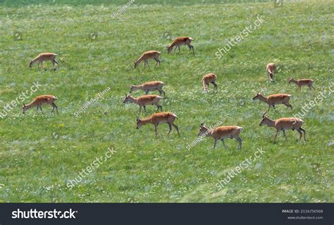 15 imágenes de Mongolian gazelle - Imágenes, fotos y vectores de stock ...