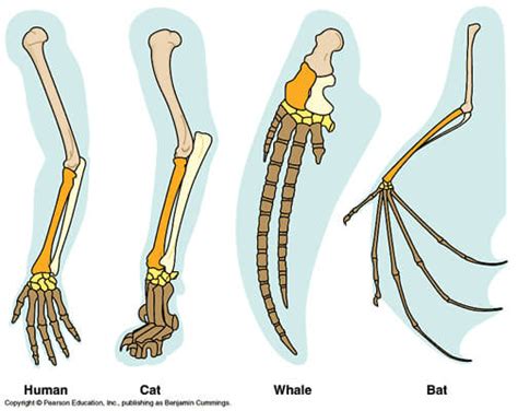 Amazing Bat Wings Facts, Do Bats Hibernate, Bat Wings Anatomy