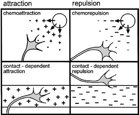 Growth cone guidance mechanisms. Guidance mechanisms are classified as... | Download Scientific ...