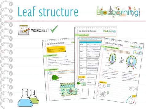 Leaf Structure And Function Worksheet – Martin Lindelof