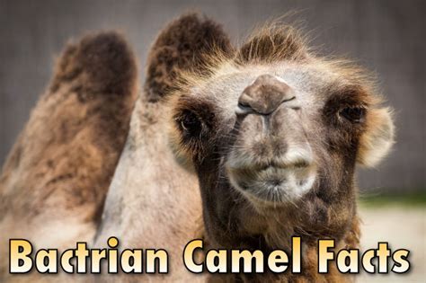 Bactrian Camel Facts For Kids & Adults: Pictures, Information & Video