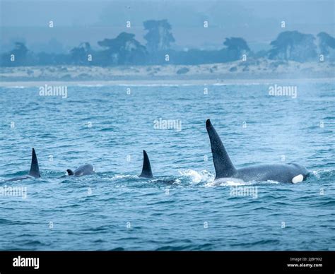 Orca family, Transiant Killer Whales (Orca orcinus) hunting in Monterey ...