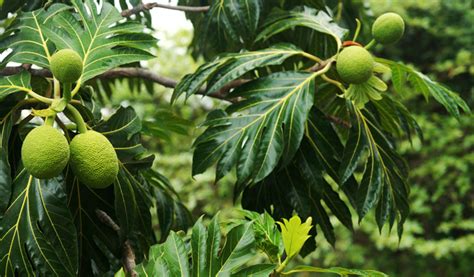 The Breadfruit Tree in Galle - Galle The Breadfruit Tree, Places to Visit in Galle