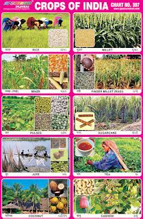 Spectrum Educational Charts: Chart 307 - Crops of India 1