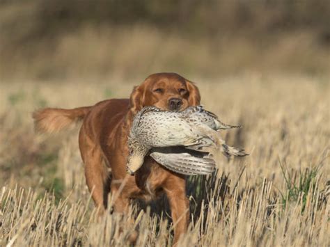 Best Quail Hunting Stock Photos, Pictures & Royalty-Free Images - iStock