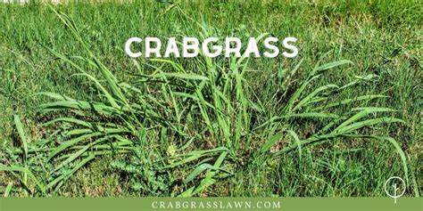 8 Common Weeds That Look Like Grass (Identification and Control ...