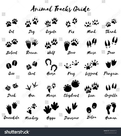 Animal Footprints