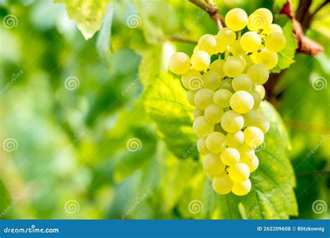 Champagne Vineyards, France Stock Photo - Image of heritage, landscape ...