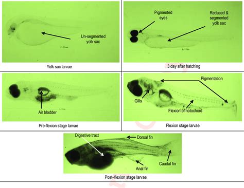 Larval developmental stages: Yolk sac, pre-flexion, flexion and... | Download Scientific Diagram