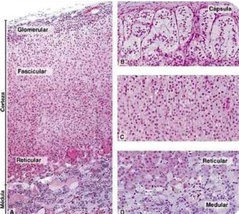 SUPRARRENAL - Histología Unlar