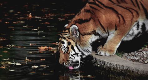 Tiger Drinking Water Photos, Download The BEST Free Tiger Drinking ...