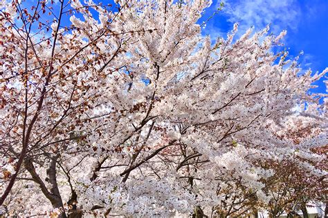 Sapporo: The City of the Fleeting Cherry Blossoms | Hokkaido Treasure ...