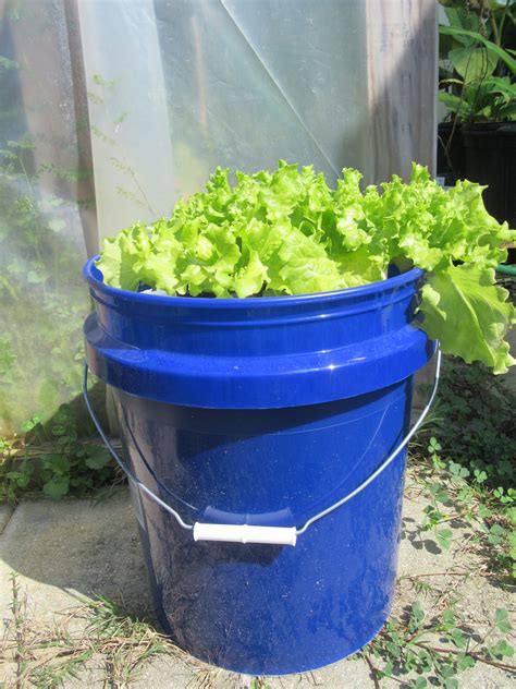 Hydroponic Bucket Garden | Gardening in the Panhandle