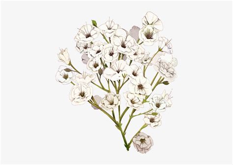 Babys Breath Bouquet Clipart Free