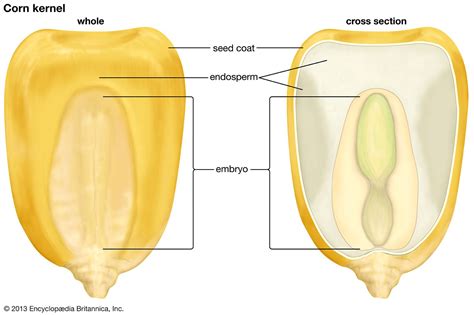 Endosperm | Definition, Description, & Importance | Britannica