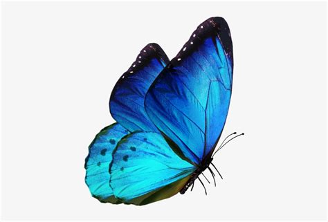 Blue Butterfly Flying Png Download - Picsart Butterfly Transparent PNG - 658x931 - Free Download ...