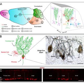 (PDF) Purkinje cell neurotransmission patterns cerebellar basket cells into zonal modules ...