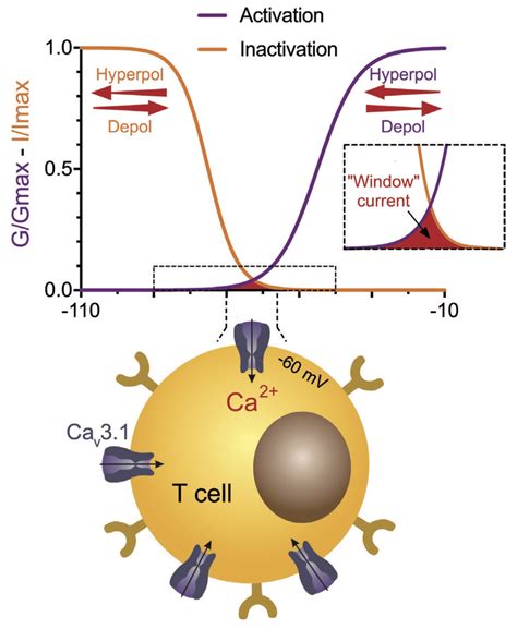 Mechanism of T-type channel-dependent calcium entry in T cells. e... | Download Scientific Diagram