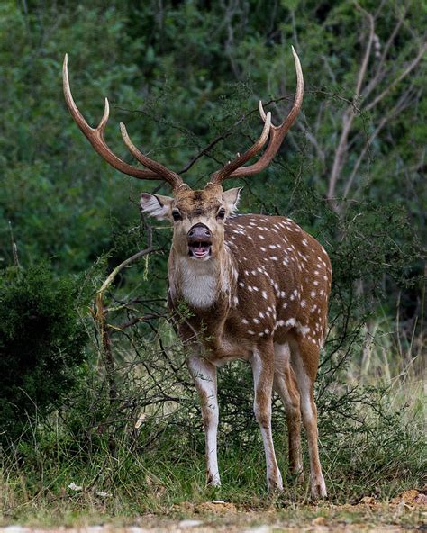 Axis Buck Roaring - 002 Photograph by Randy Stinson - Fine Art America